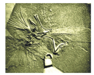 Picture of the Fossil Archaeopteryx Picture of the Fossil Archaeopteryx