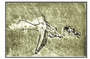 Picture of a Bat Fossil Picture of a Bat Fossil