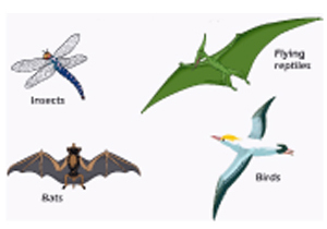 Picture of Flying Creatures Picture of Different Flying Creatures