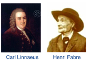 Picture of Two Scientists, Linnaeus and Fabre Picture of Two Scientists, Linnaeus and Fabre
